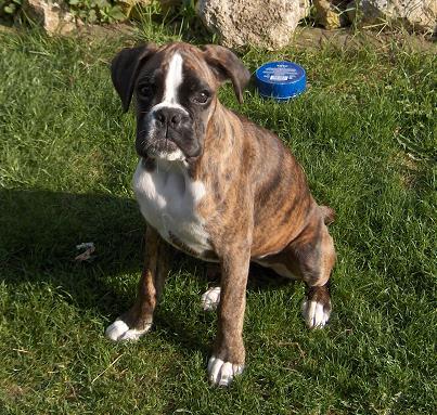 Boxerzwinger vom Asseblick - Bild