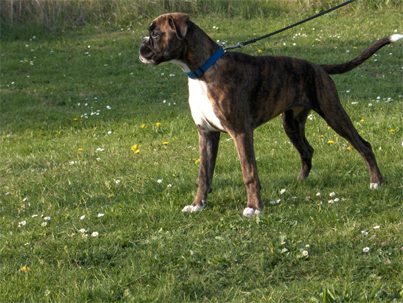 Boxerzwinger vom Asseblick - Bild