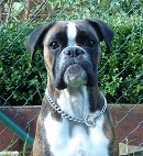 Boxerzwinger vom Asseblick - Bild