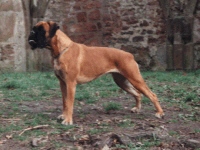 Boxerzwinger vom Asseblick - Bild