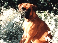 Boxerzwinger vom Asseblick - Bild