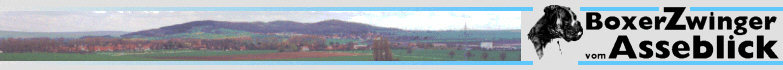 Boxerzwinger vom Asseblick - Bild