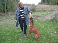 Boxerzwinger vom Asseblick - Bild