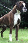 Al-Capone von den Busch