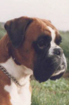 Boxerzwinger vom Asseblick - Bild