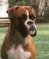 Boxerzwinger vom Asseblick - Bild