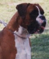 Boxerzwinger vom Asseblick - Bild