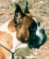 Boxerzwinger vom Asseblick - Bild