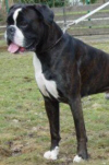 Boxerzwinger vom Asseblick - Bild