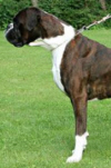 Boxerzwinger vom Asseblick - Bild