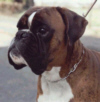 Boxerzwinger vom Asseblick - Bild