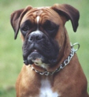 Boxerzwinger vom Asseblick - Bild