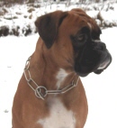 Boxerzwinger vom Asseblick - Bild