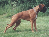 Boxerzwinger vom Asseblick - Bild