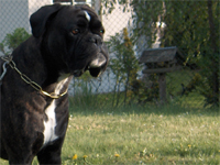 Boxerzwinger vom Asseblick - Bild