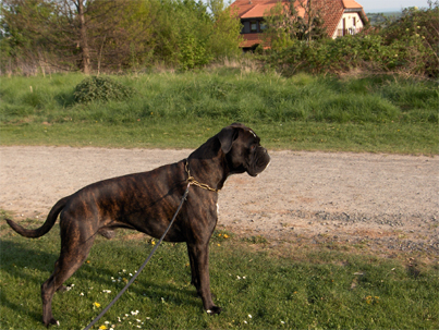 Gallardo vom Asseblick