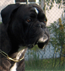 Boxerzwinger vom Asseblick - Bild