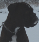 Boxerzwinger vom Asseblick - Bild