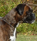 Boxerzwinger vom Asseblick - Bild