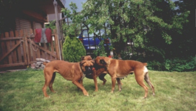 Boxerzwinger vom Asseblick - Bild