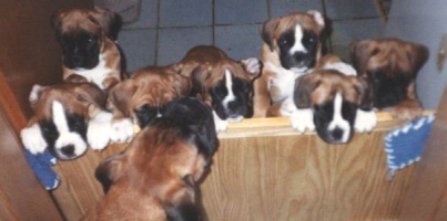 Boxerzwinger vom Asseblick - Bild