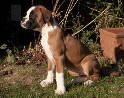 Boxerzwinger vom Asseblick - Bild