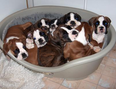 Boxerzwinger vom Asseblick - Hot-Chili