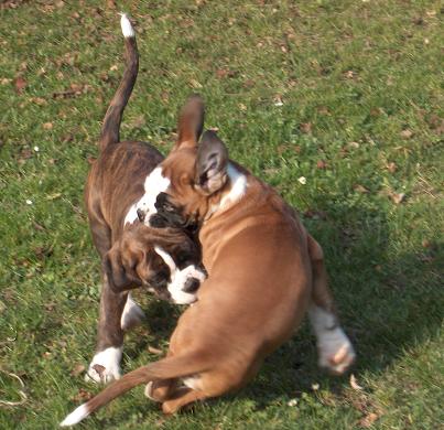 Boxerzwinger vom Asseblick - Hero und Hot-Chili