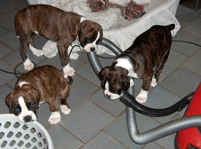 Boxerzwinger vom Asseblick - Hero, Hera und Hilga