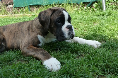 Boxerzwinger vom Asseblick - Pablo